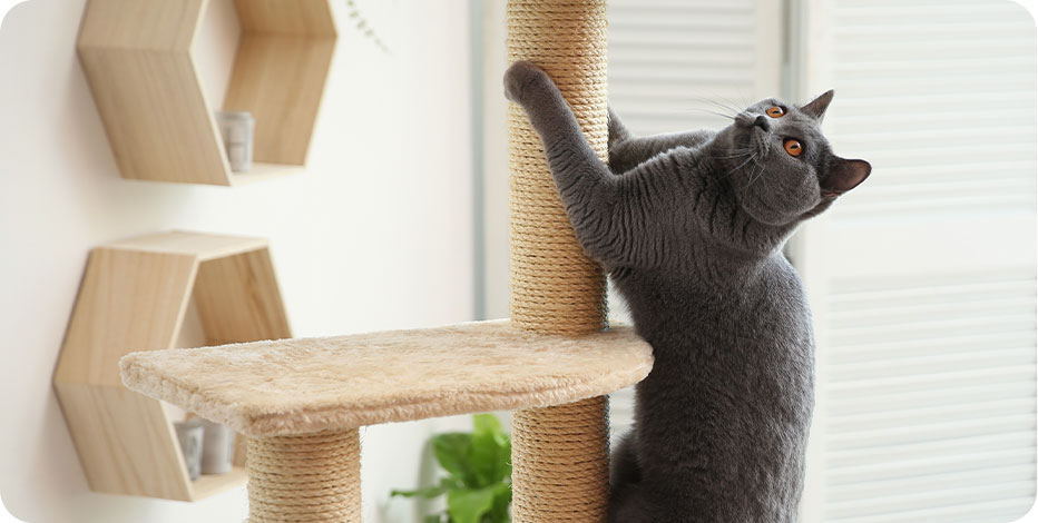 Pension pour chats et chiens en Meurthe-et-Moselle
