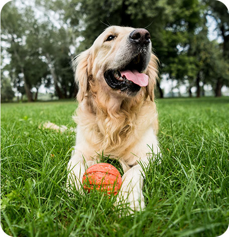 Pension pour chats et chiens en Meurthe-et-Moselle
