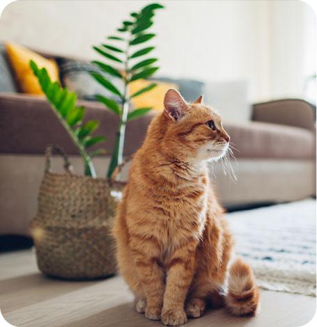 Pension pour chats et chiens en Meurthe-et-Moselle