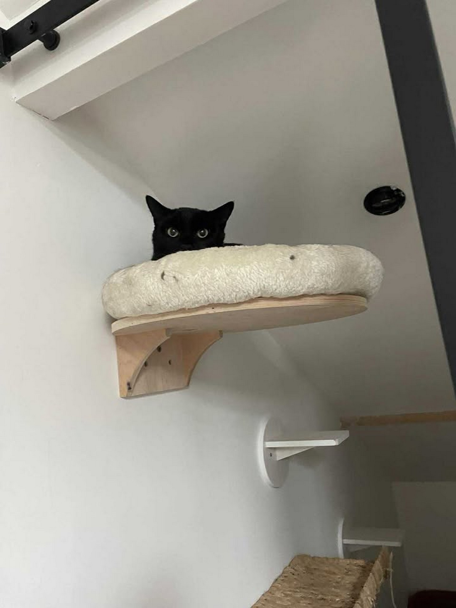 couchette pour chat